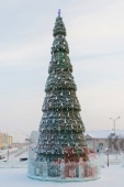 Сосна сегментная Сибирская высота 26м